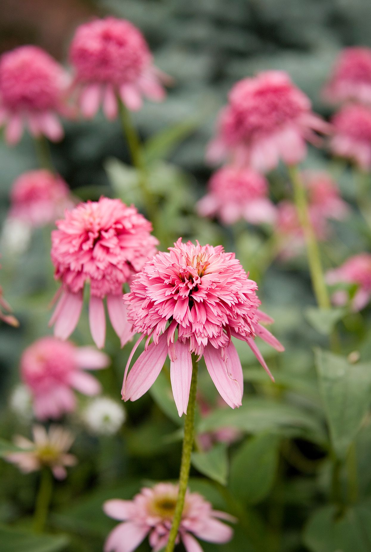 Best Pink Flowering Annuals: Top Picks for a Beautiful Garden!
