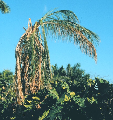 Whats Wrong with My Palm? A Guide to Common Diseases and Pests