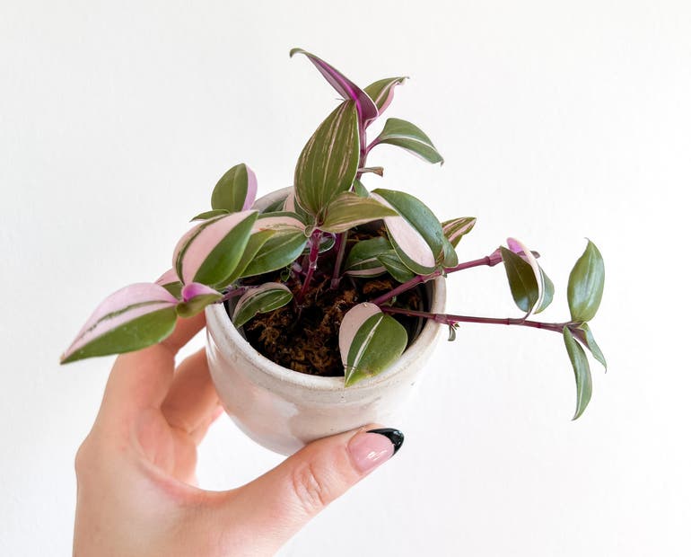 Inch Plant Light Requirements: How Much Sun Does Your Plant Really Need?