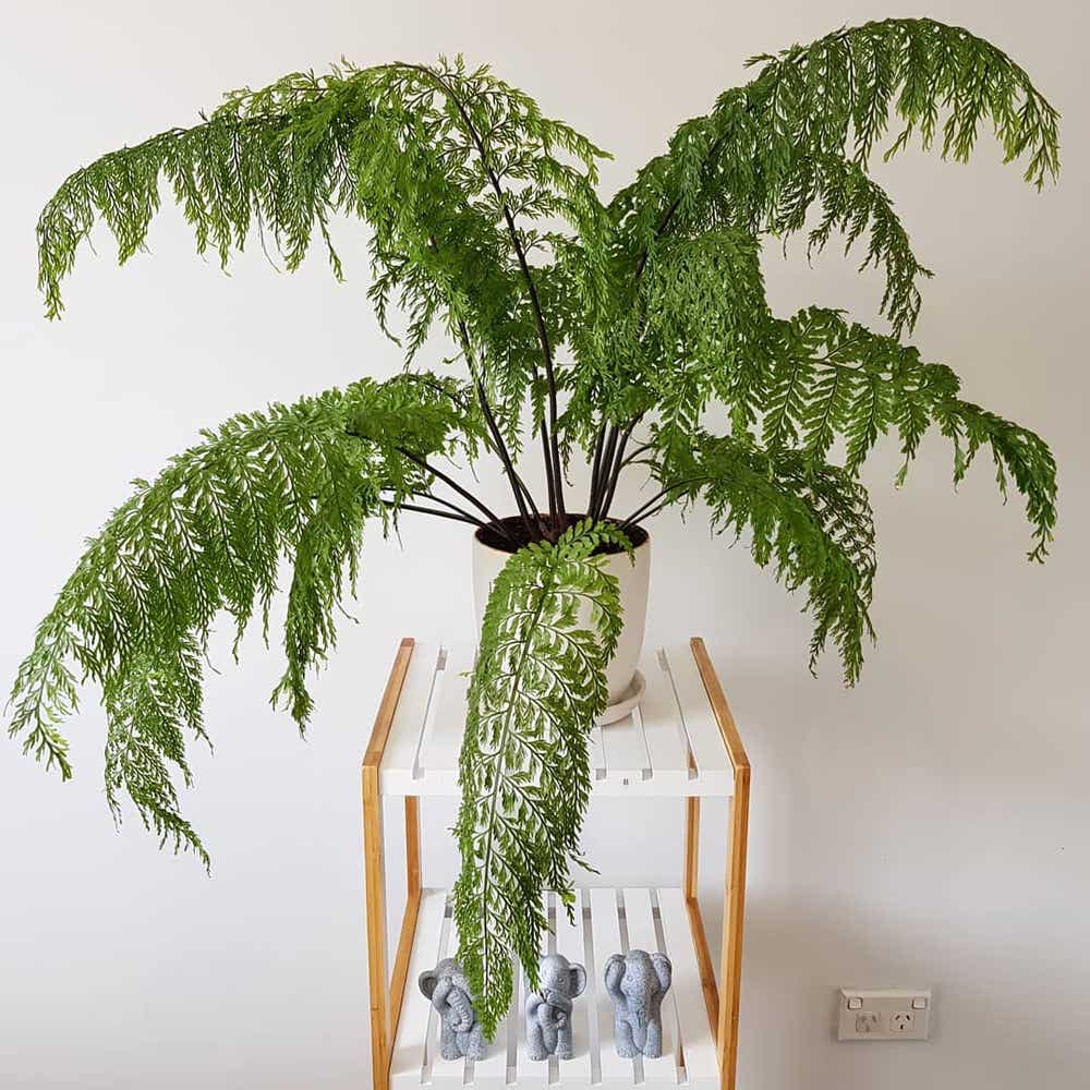 Need Chicken Fern Care Help? (Beginners Guide to Lush Growth)