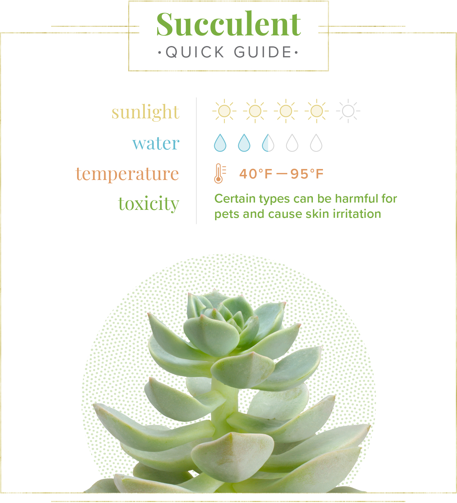 Succulent Care Tips: What Temperature Can Succulents Survive?