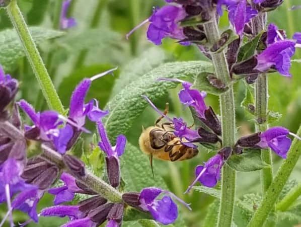 Mint Plant with Purple Flowers: Identification, Growing, and Uses (Simple Guide)