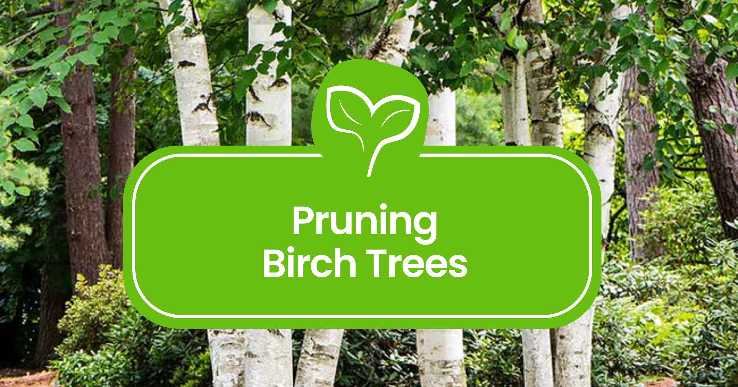 River Birch Pruning Made Easy: Timing, Tools, and Techniques That Work