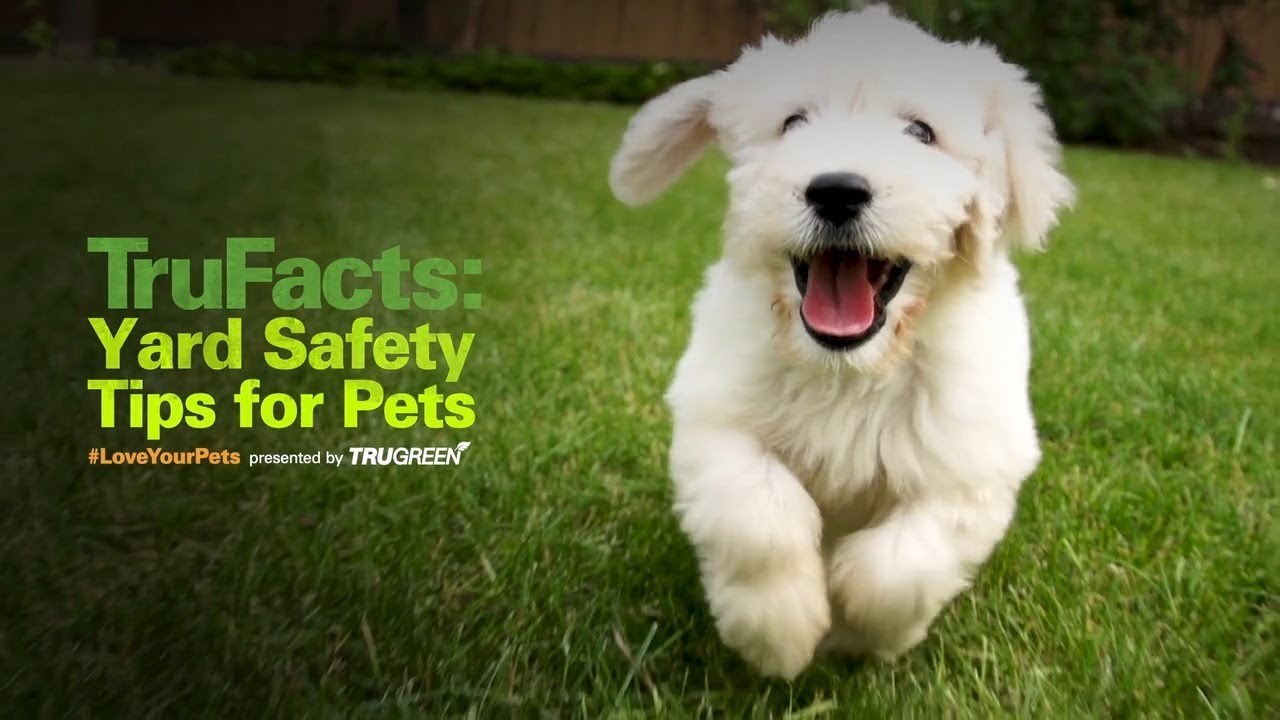 Pesticides & Dogs: How to Use TruGreen Safely Around Pets.