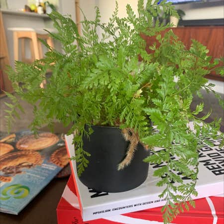Need Chicken Fern Care Help? (Beginners Guide to Lush Growth)