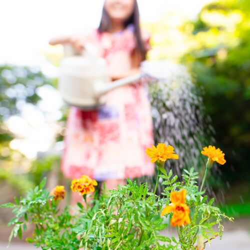 When to Plant Flowers in Texas: A Seasonal Guide for Success