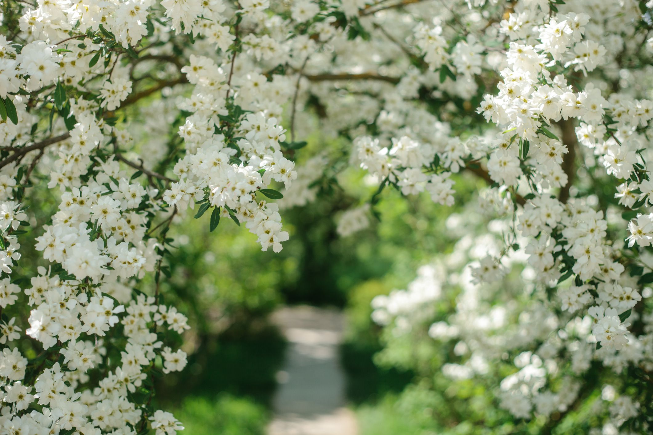 Want a Garden? Plant Tiny White Flowers - Simple Steps!