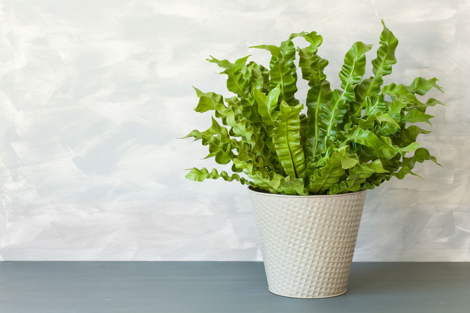 How to do birds nest plant care? Follow these five easy steps for a healthy plant.