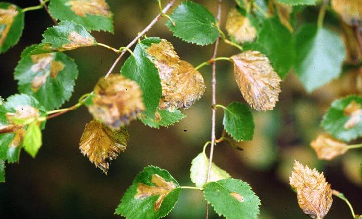 Birch Tree Pests and Diseases: Common Issues & Easy Fixes!