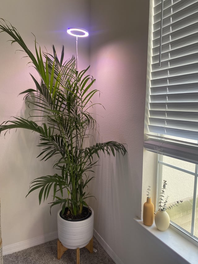 Palm Tree Grow Light: Does Your Palm Need One?