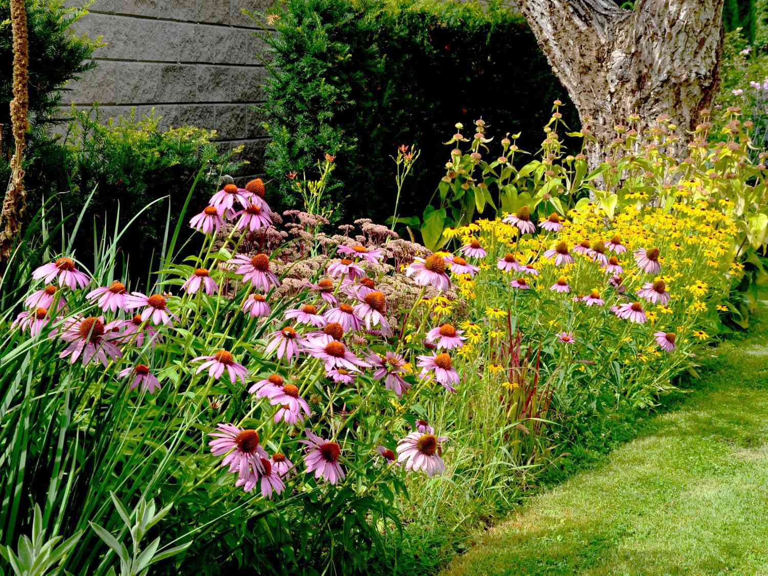How to choose drought tolerant plants with flowers? Follow these simple tips for a colorful yard that saves water.