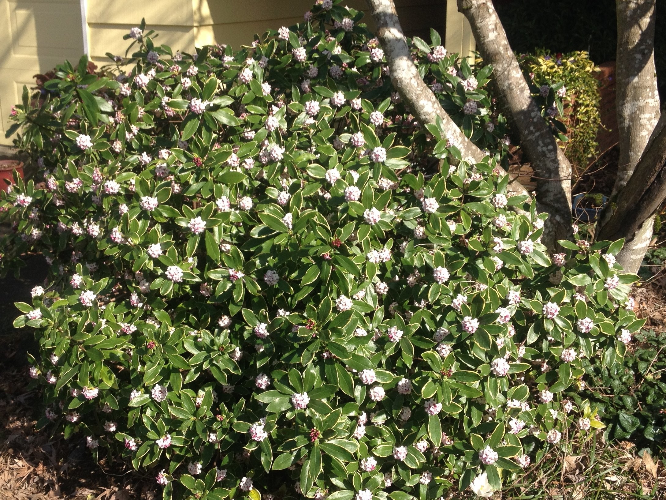 Daphne Bush Pruning: When and How to Get the Best Results easily!