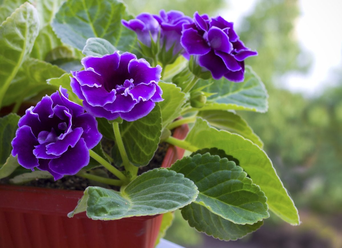 Indoor Flowering Plants Purple: Bring the Beauty of Nature home with flowers!
