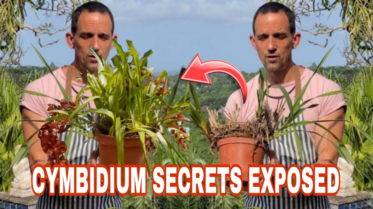Cymbidium Potting Soil Secrets: Grow Like a Pro!