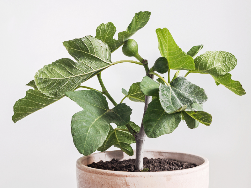 Best Fertilizer for Fig Trees in Pots? Get Fruity Results!
