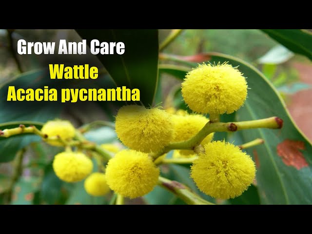 Can you grow wattle flowers easily at home? Simple tips for planting these lovely golden bushes yourself.