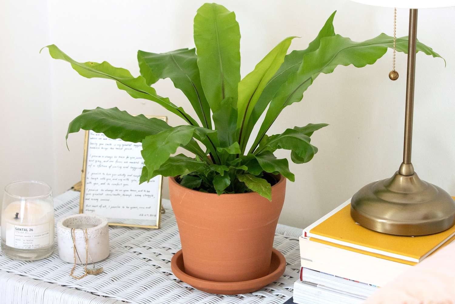 How to do birds nest plant care? Follow these five easy steps for a healthy plant.