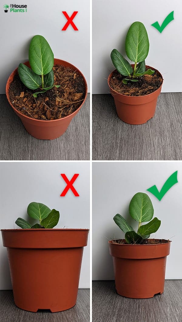 Repotting Houseplants in Winter: A Simple Guide for Beginners