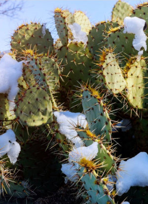 Whats the Cactus Lowest Temperature? Easy Growing Guide Here!