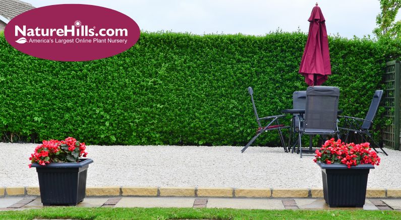 Privet Bush Pruning Mistakes to Avoid | Keep Your Hedges Healthy.