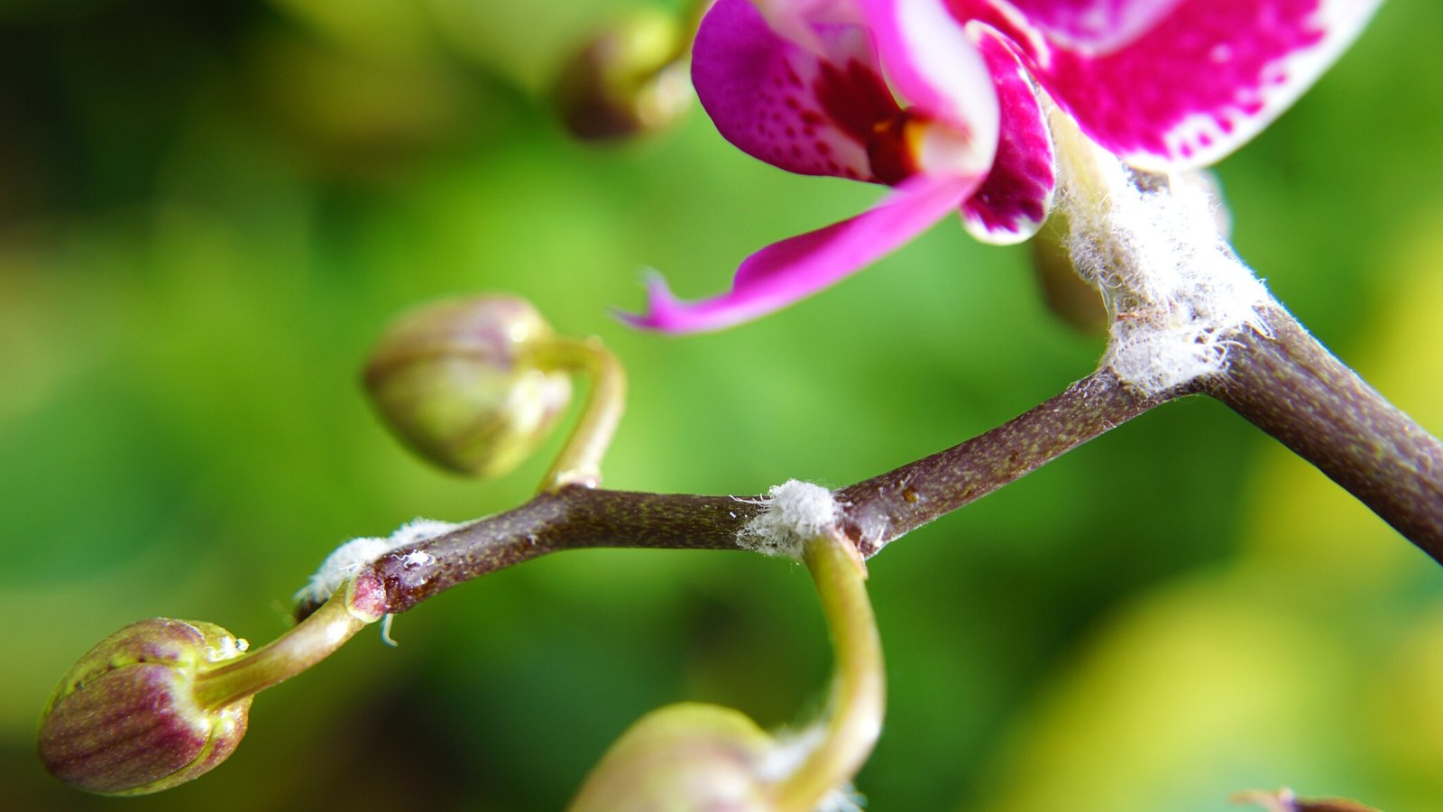 Got Pests on Orchids? Dont Panic, Use This Simple Guide