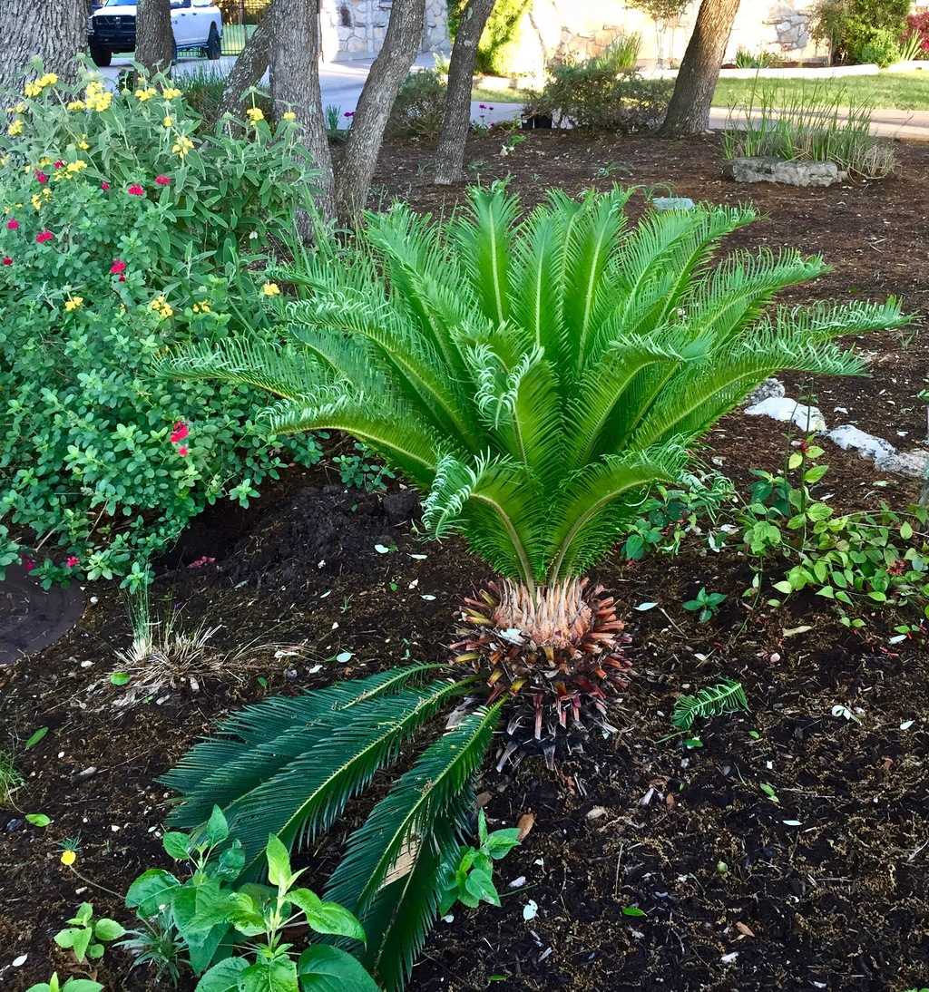Pruning Sago Palms: Easy Guide & When to Trim Your Plant!