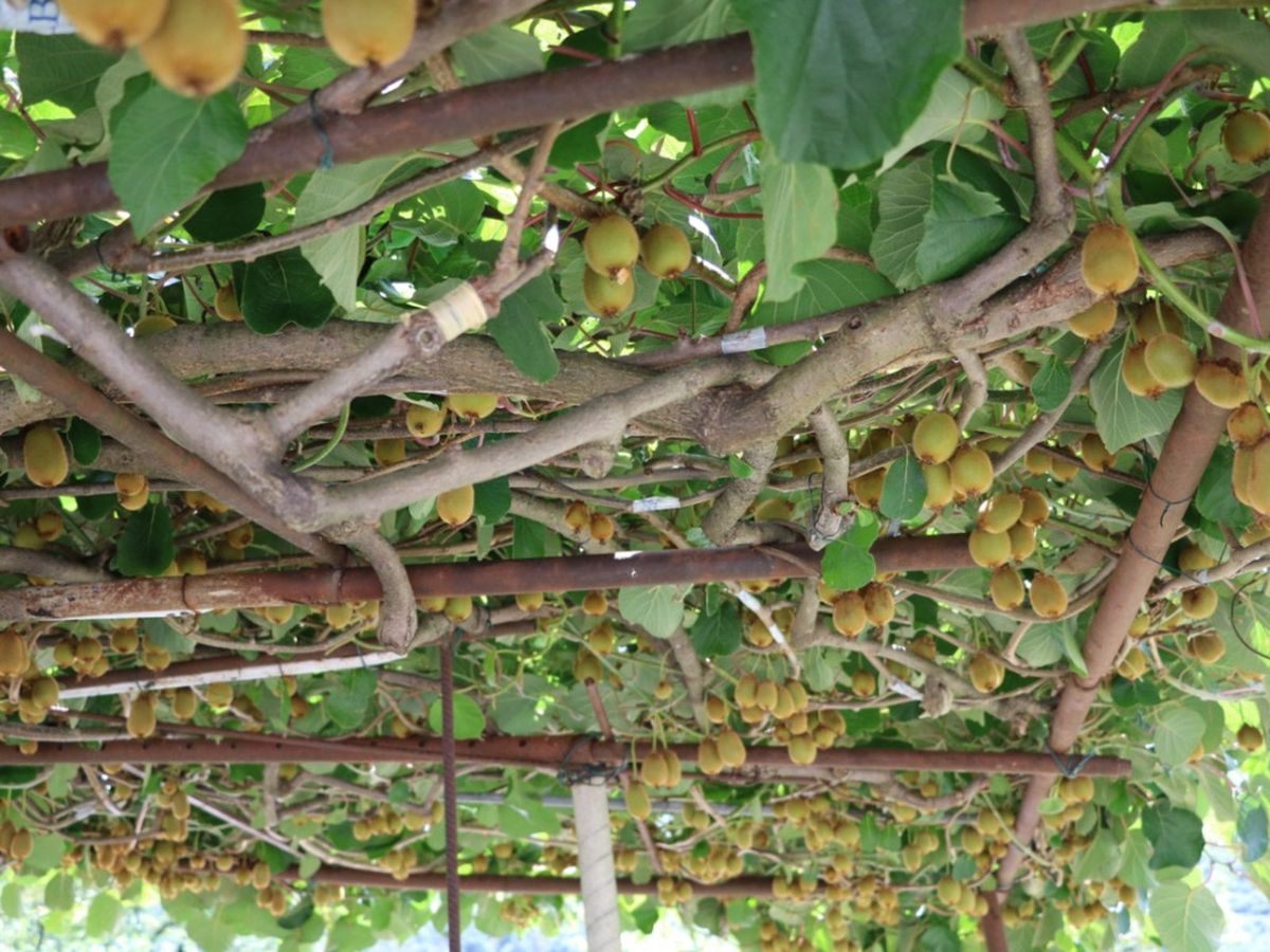 How exactly do you go about pruning kiwifruit? Follow these easy steps for healthier vines and more fruit.