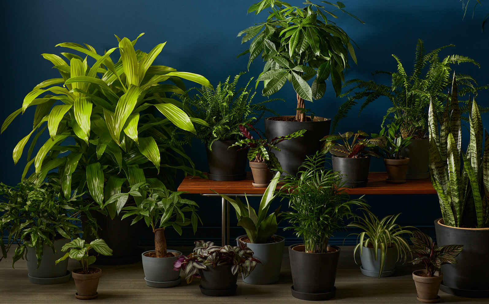 Low Light Indoor Tall Plants: Create a Green Corner, Even Without Sun!