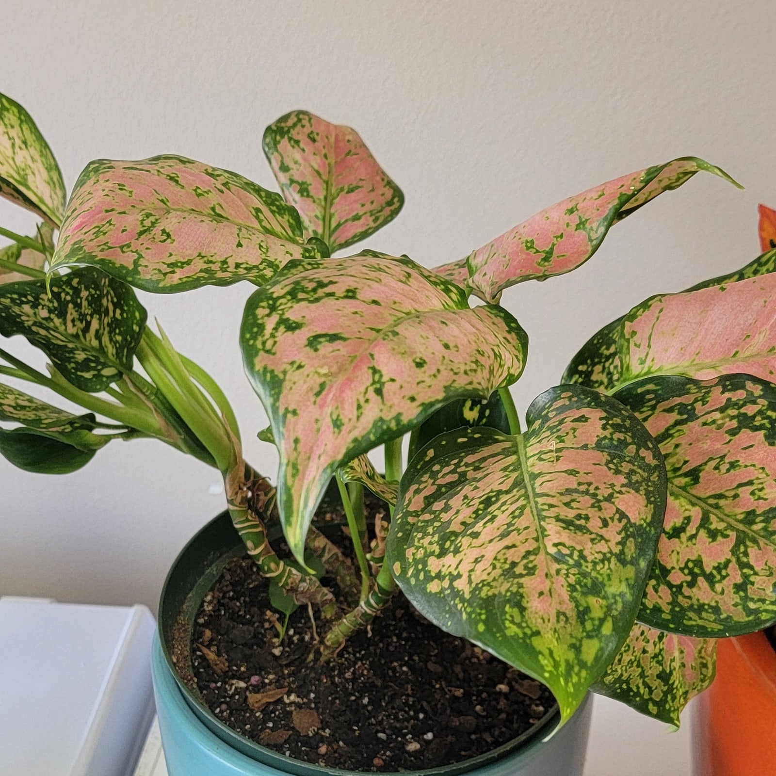 Need to Prune Your Aglaonema? (Heres When and How to Do It!)