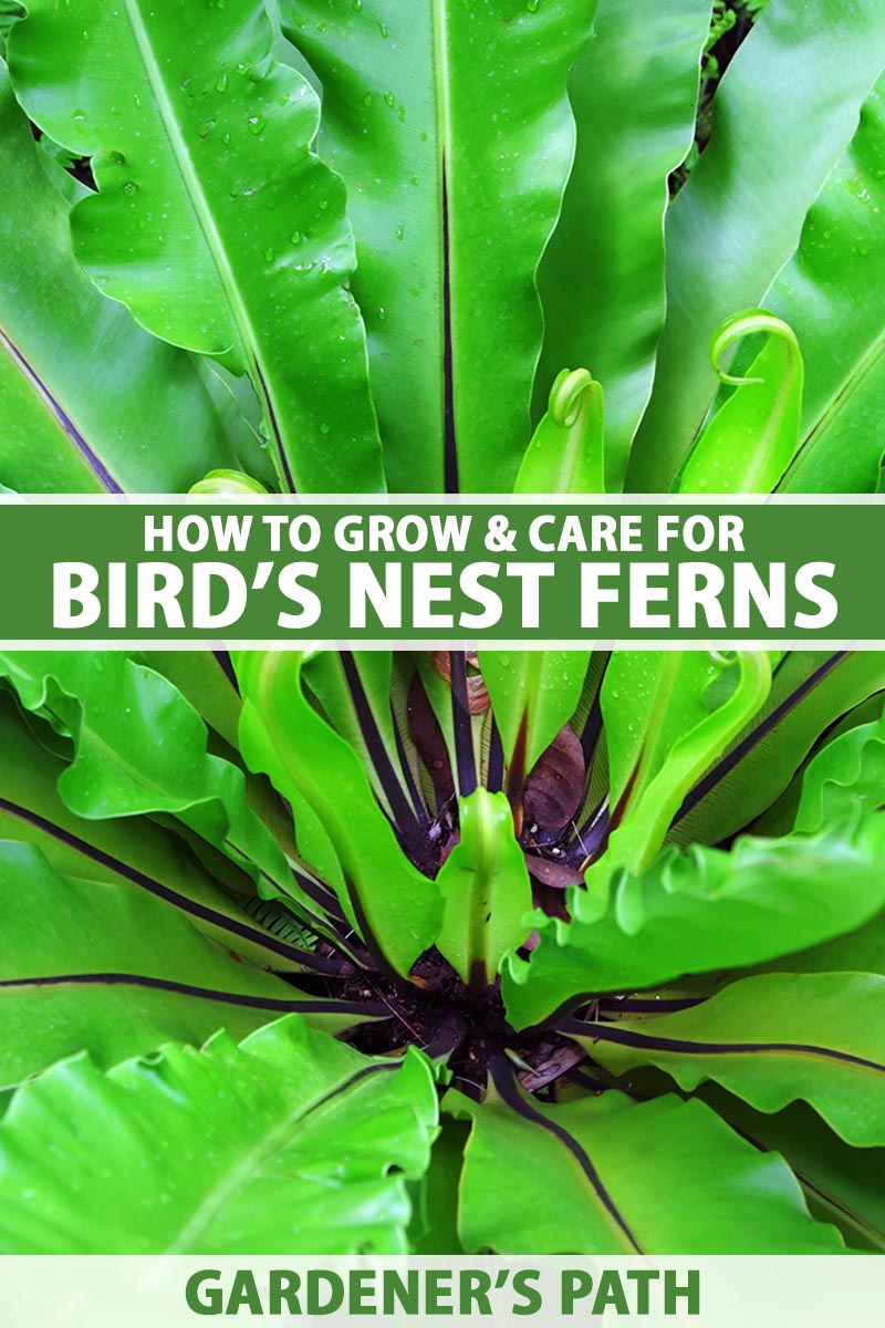 Need Bird Nest Plant Care Help? Get Growing Tips Here!