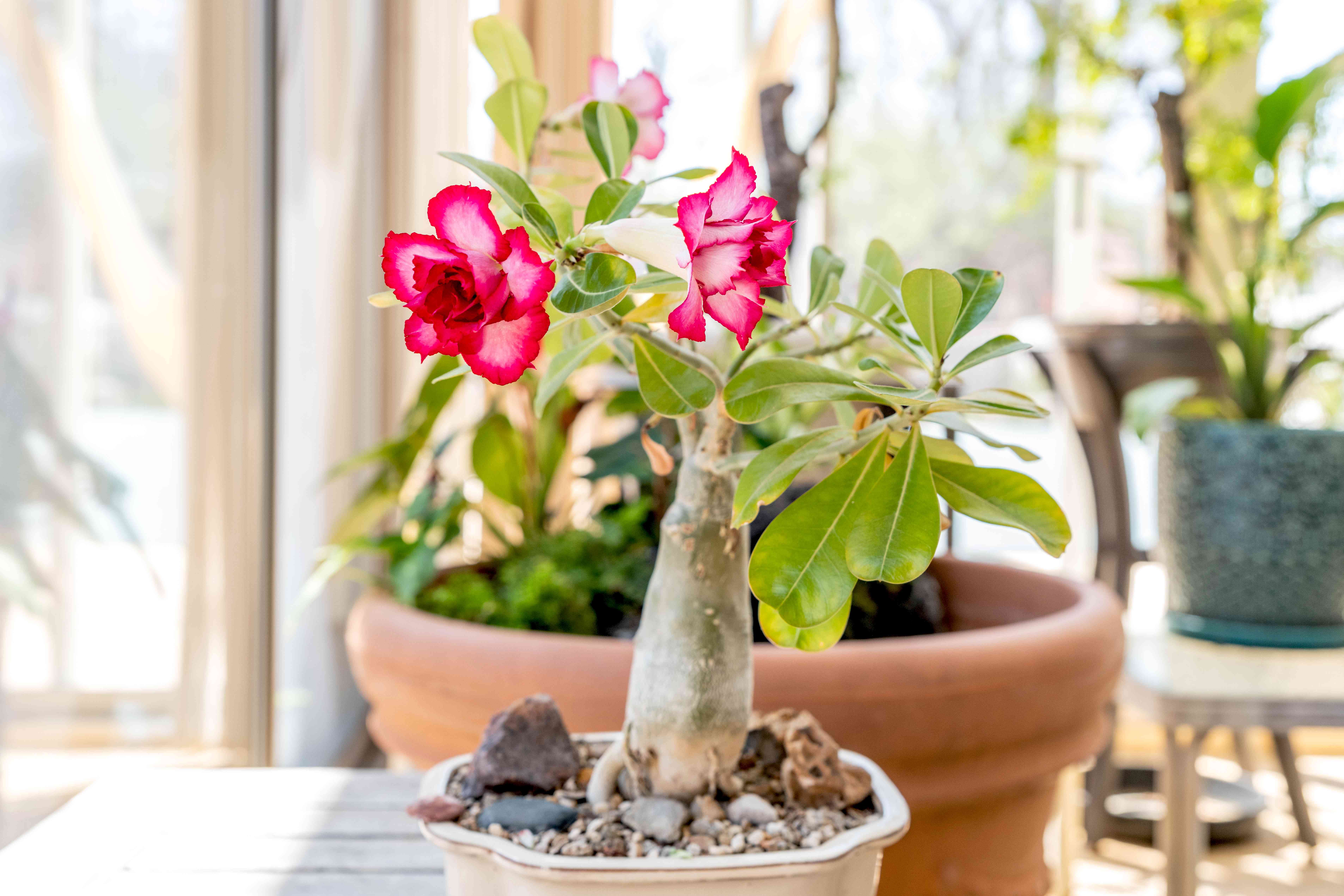 Desert Rose Temperature Tolerance: Keep Your Plant Alive!