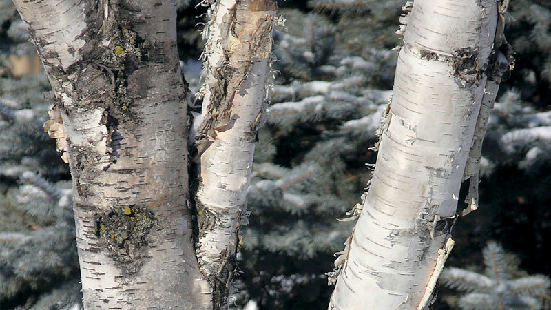 Birch Tree Pests and Diseases: Common Issues & Easy Fixes!