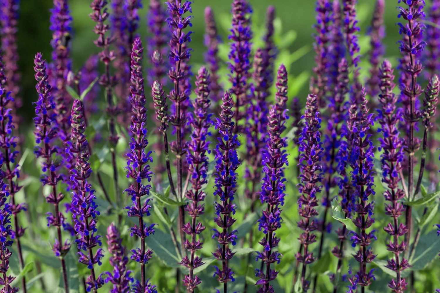 Flowering Purple Plants: Easy Guide & Best Choices!