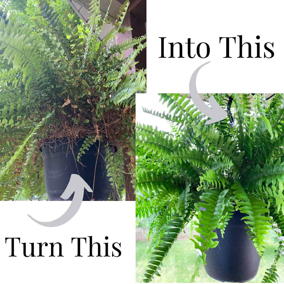 How to Take Care of Hanging Ferns: Avoid These Common Mistakes!