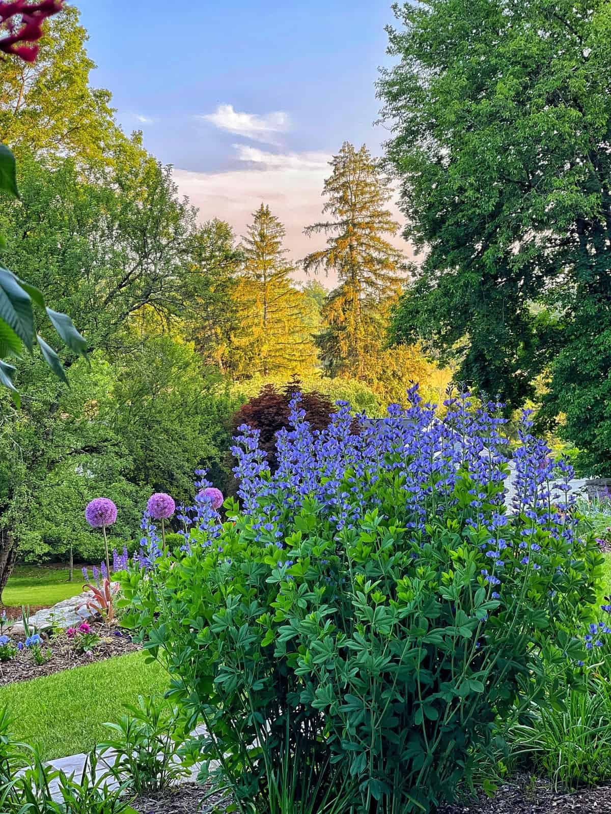 Charming Blue Flowers Annual Plant: Get to Know Before Growing!