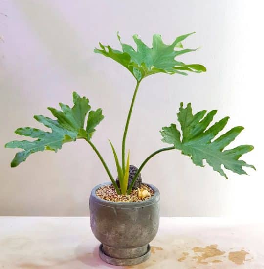 Philodendron Selloum Watering: Easy Guide & Common Mistakes!