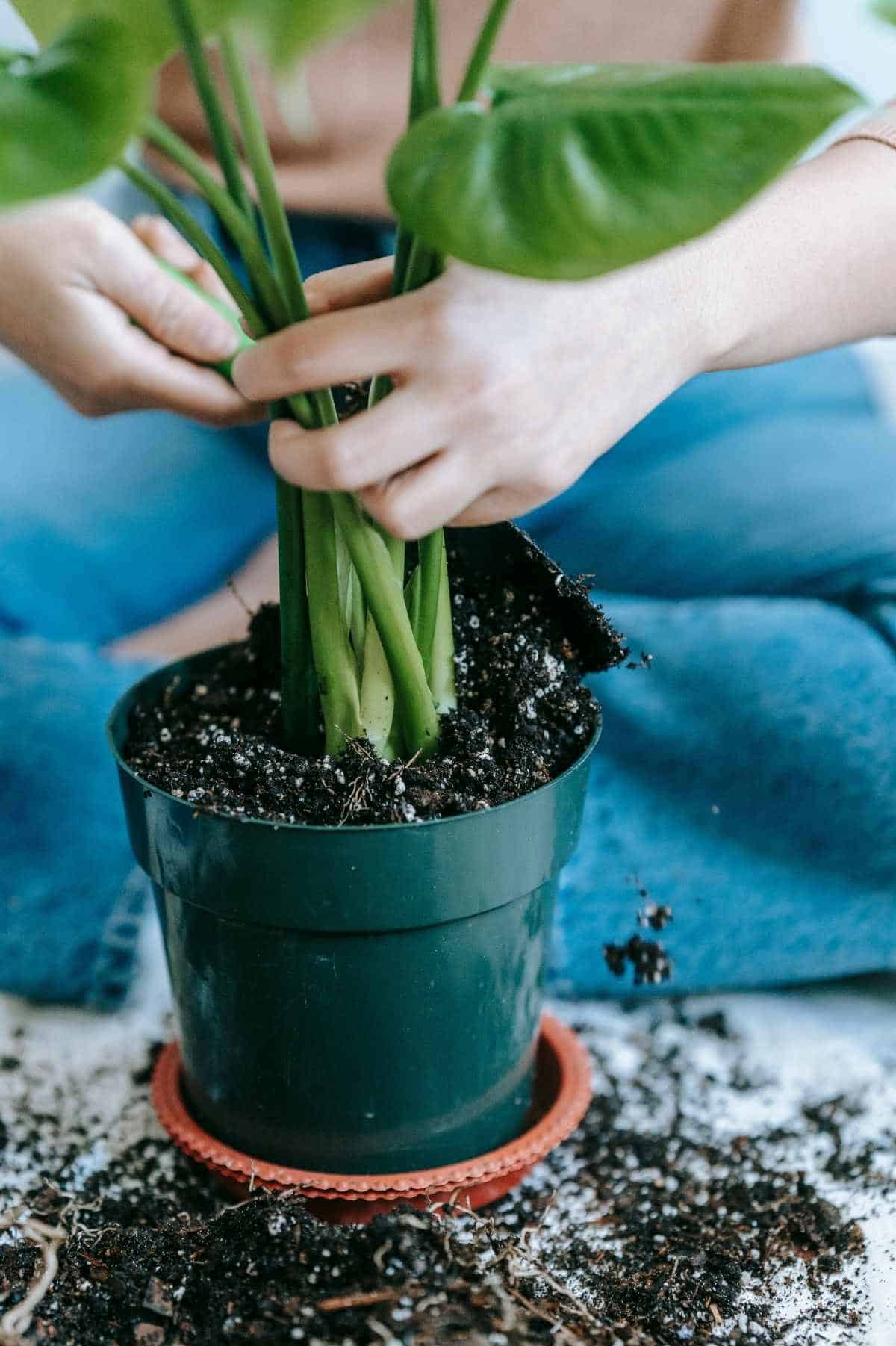 Using Garden Soil for Houseplants:(Here The Best Way For You)