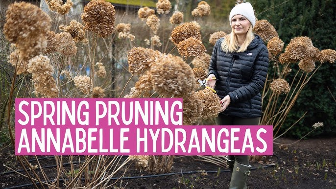 Fall is Best for Pruning Annabelle Hydrangeas? Find Out