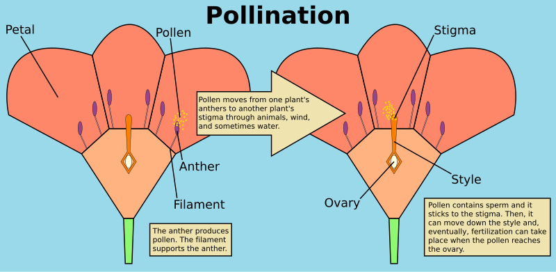 How does pollination affect whether you get a fertile flower? Understanding the process better.