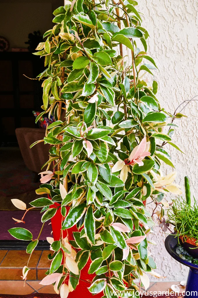 Repotting Hoya Plant: When and How Often to Do It?