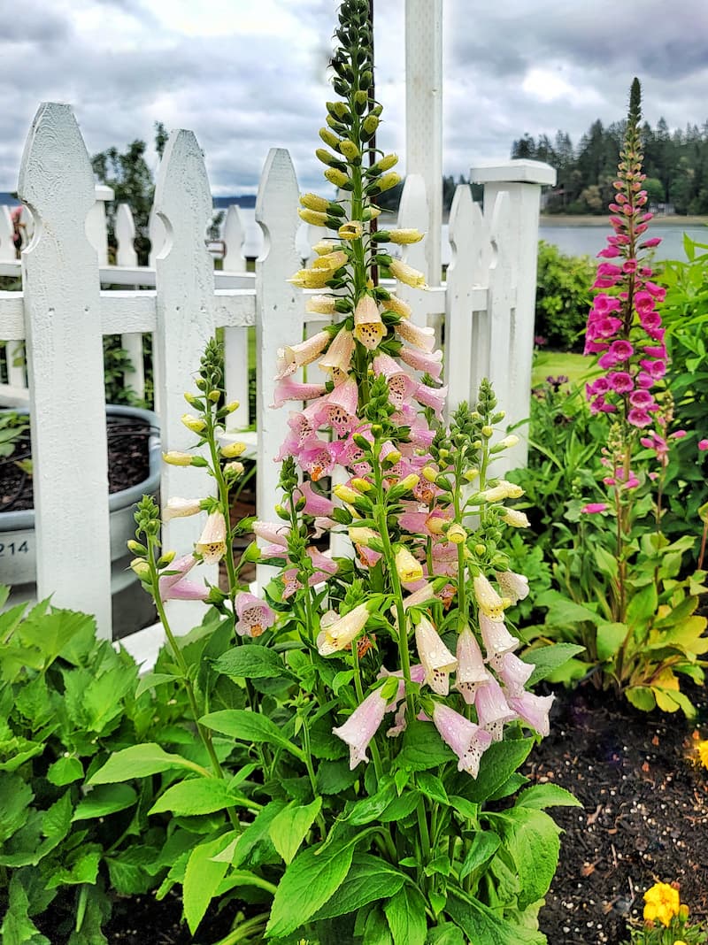 Fox Gloves Gardening: Solve Common Problems Easily
