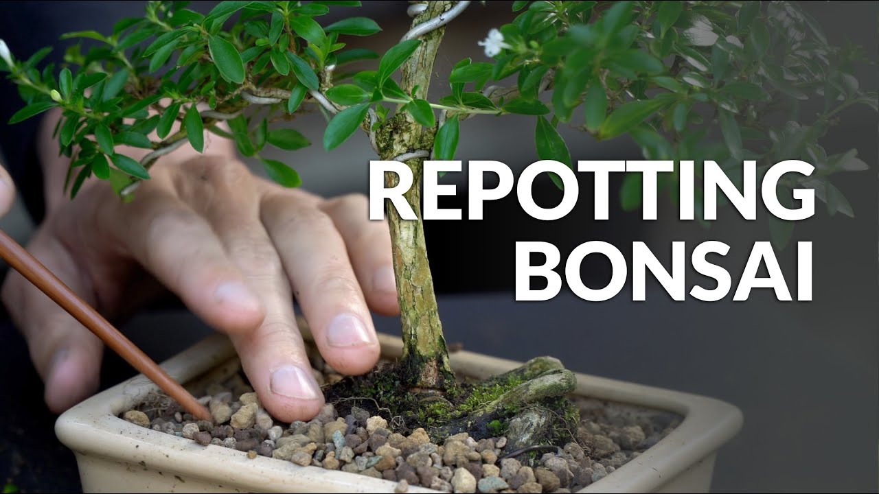 Need help learning how to repot a bonsai tree? This easy guide covers everything you need to know now.