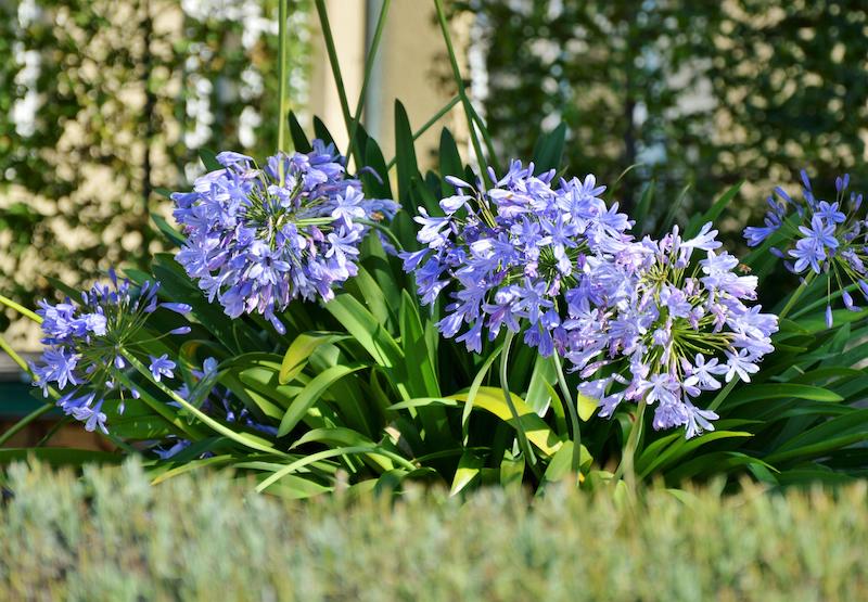 Agapanthus Fertilizer: Boost Your Plants Growth Fast