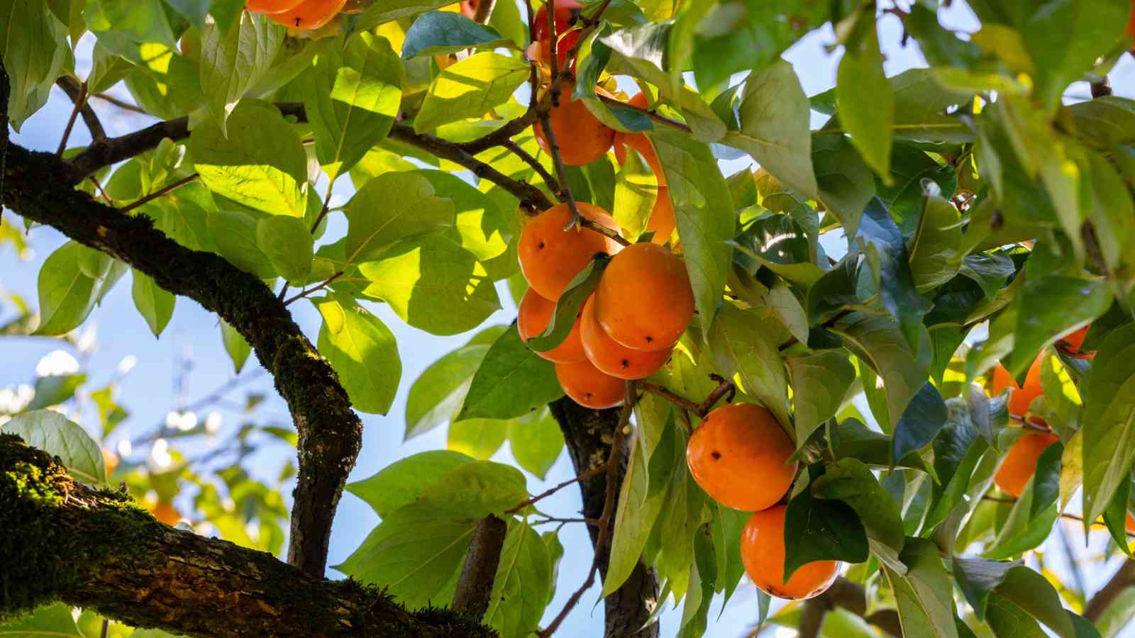Why is persimmon tree pruning so essential? Discover the secrets to bigger, sweeter persimmons easily.
