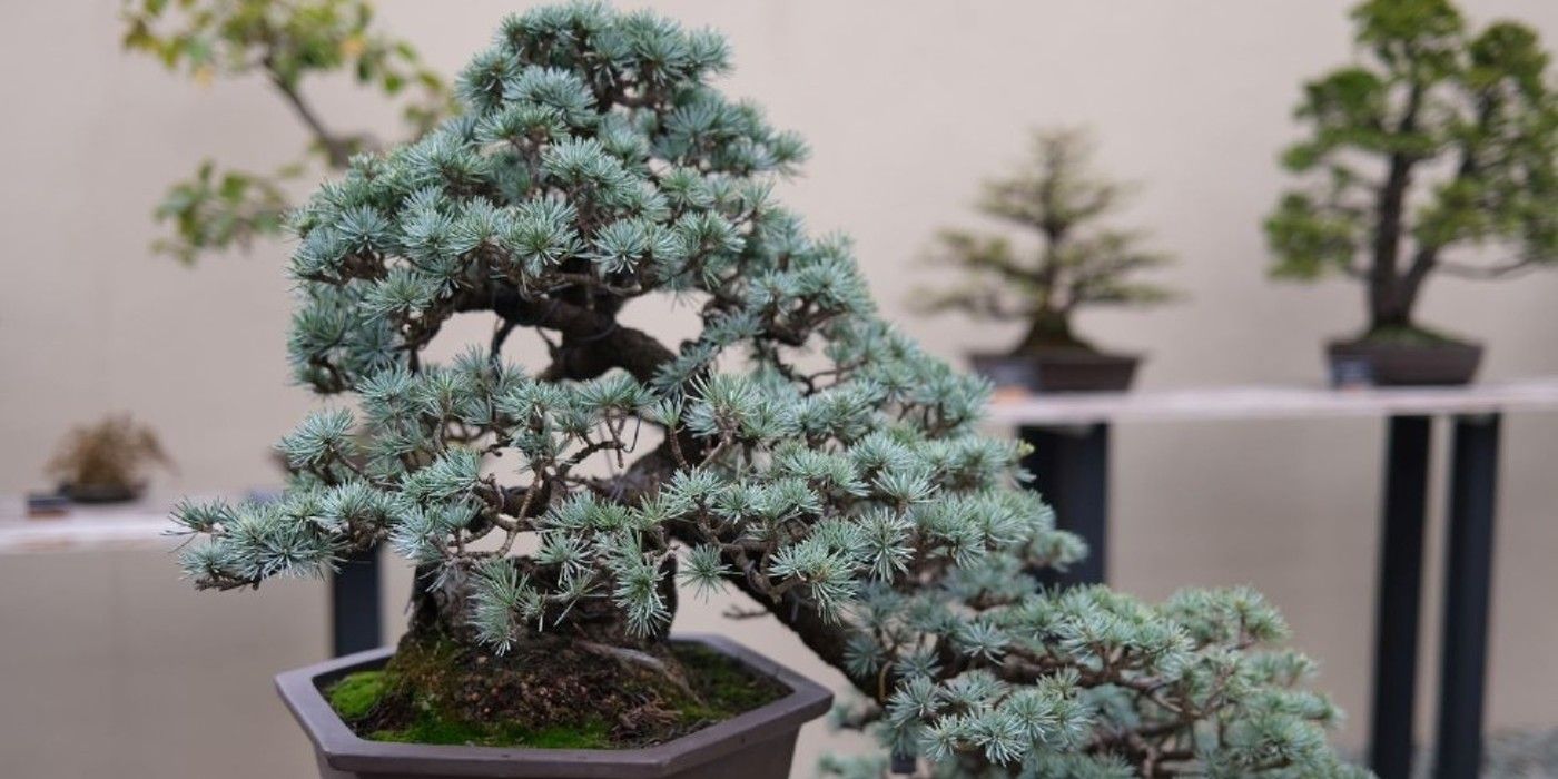 Knowing when to repot juniper bonsai is vital. Discover how often you should actually perform this task.
