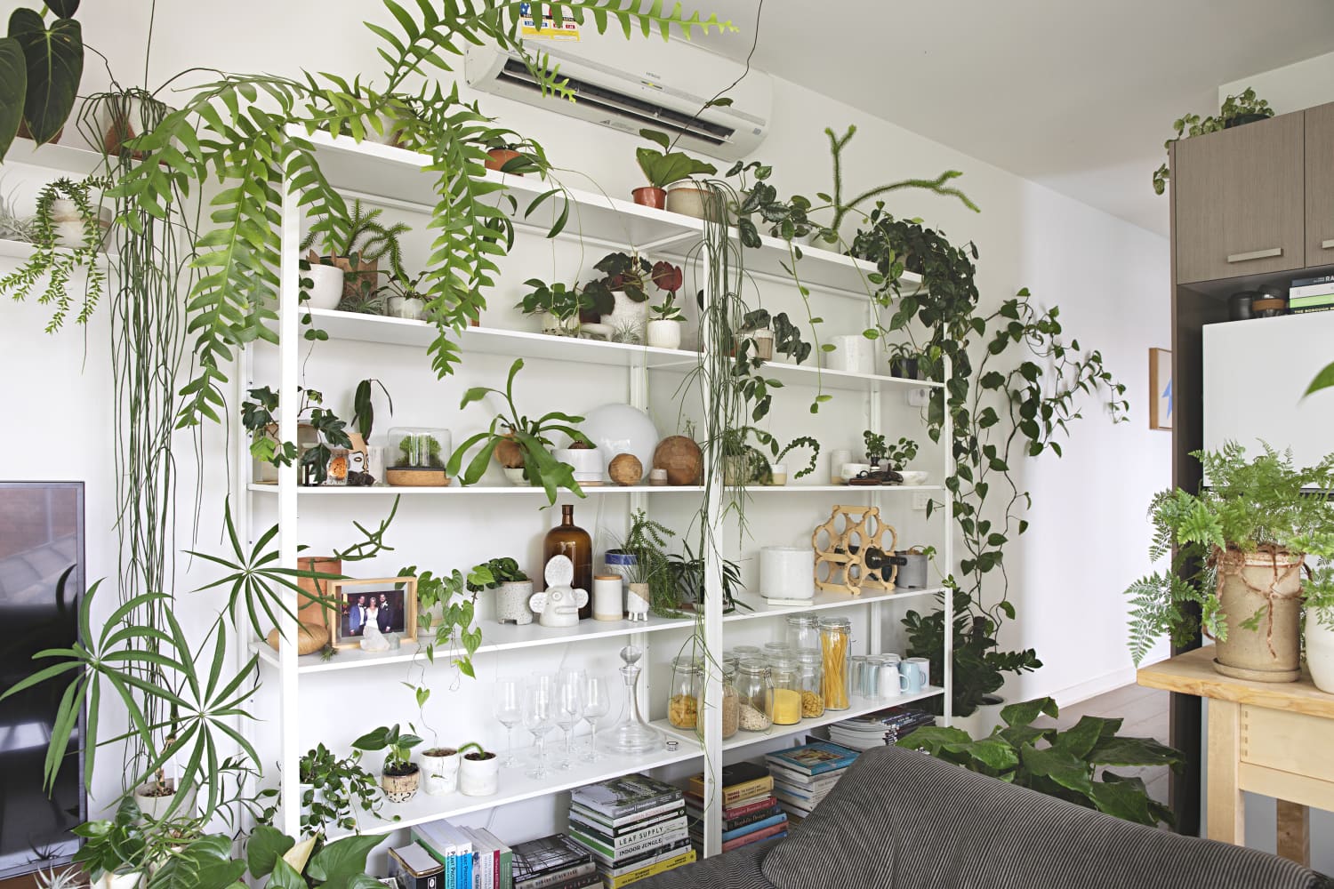 How to decorate with fancy plant stands? Easy ways to elevate your indoor plant style!