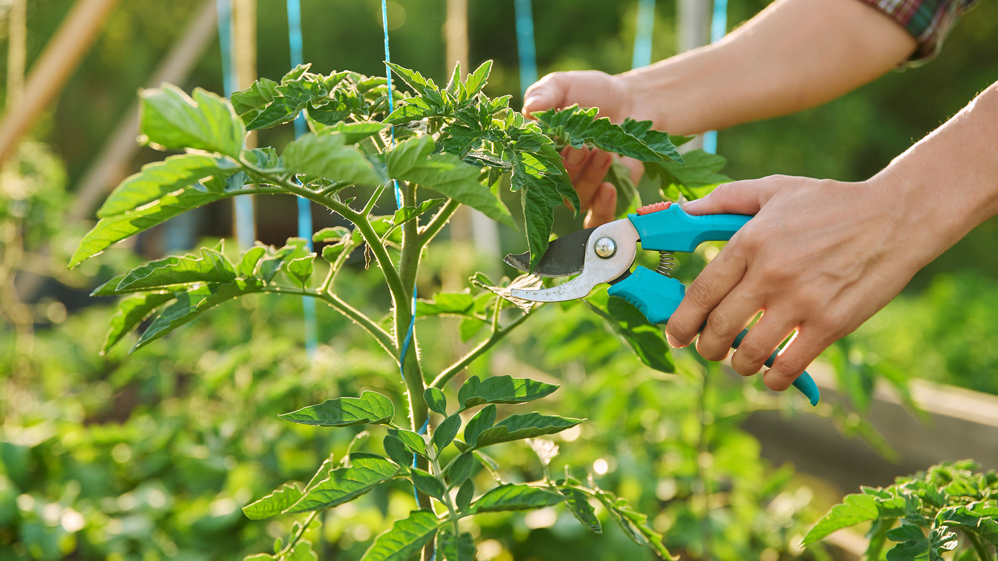 Can over pruning tomatoes hurt your plants? Yes, discover the risks and avoid these common garden mistakes.