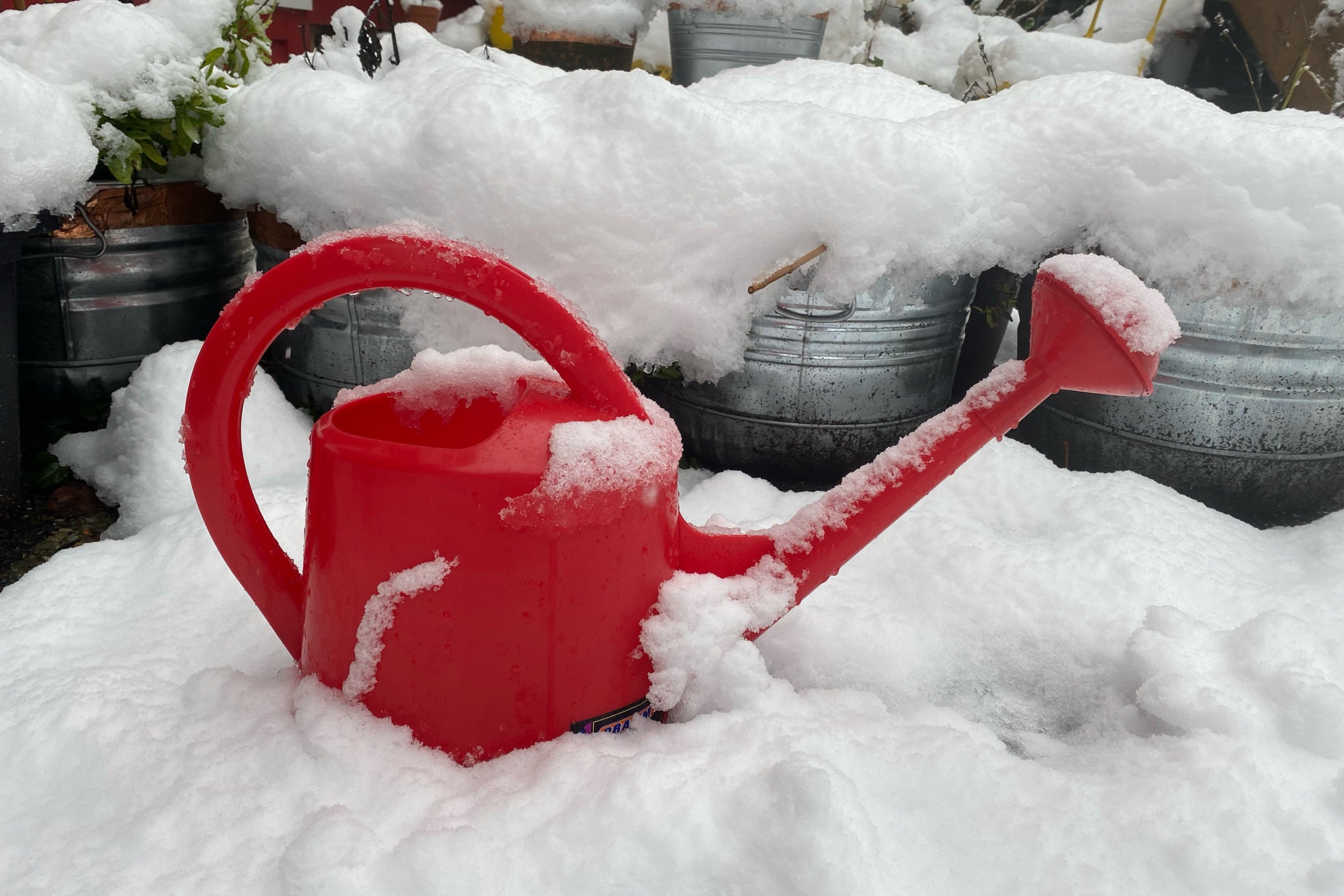 Need a red watering can? Find the best choices for your plants now.