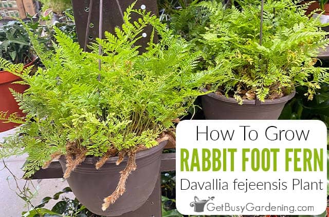 When to Start Rabbit Foot Fern Repotting Season