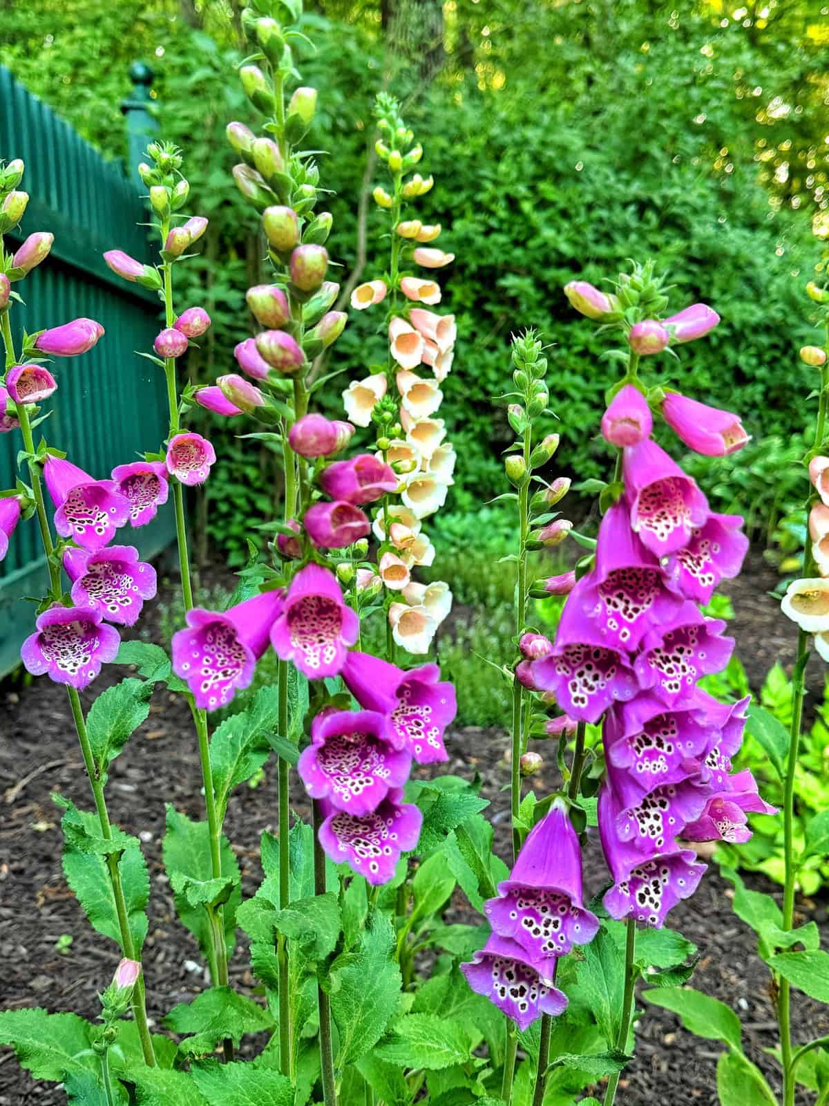 Fox Gloves Gardening: Solve Common Problems Easily